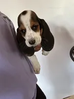Daisy, a female Basset Hound for sale in Newton Grove, NC – 1 of 1