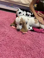 Max, a male Basset Hound for sale in Newton Grove, NC – 5 of 5