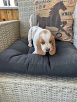 Clyde , a male Basset Hound for sale in Newton Grove, NC – Photo 6 of 6