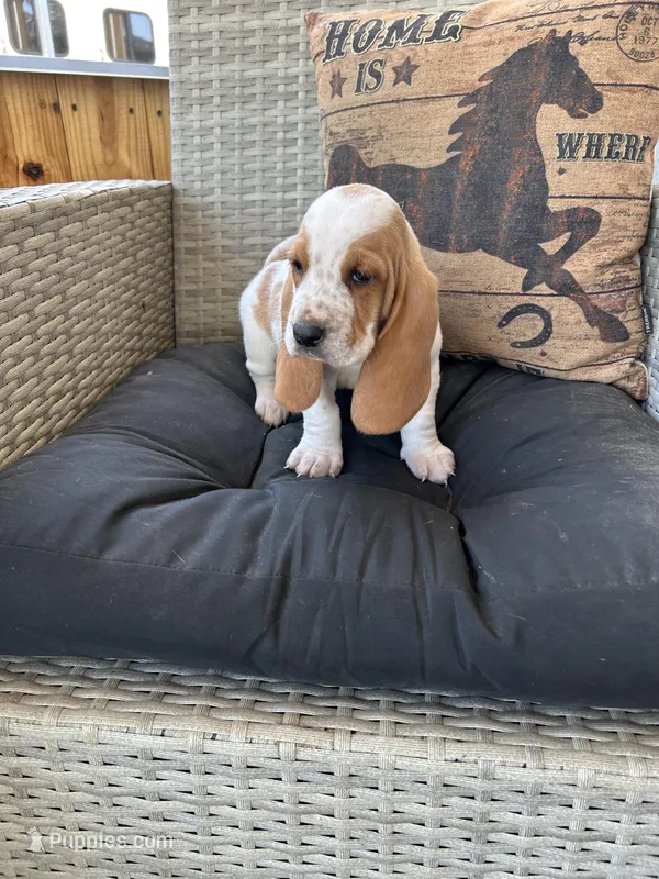 Clyde  – Basset Hound puppy for sale in Newton Grove, NC