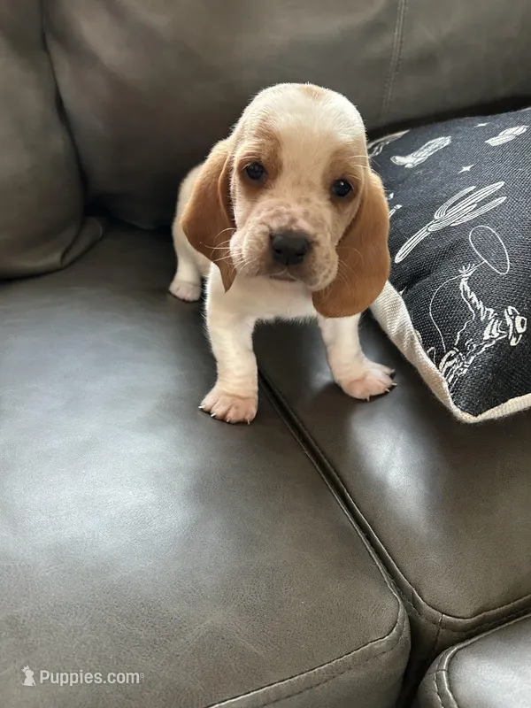 Clyde  – Basset Hound puppy for sale in Newton Grove, NC