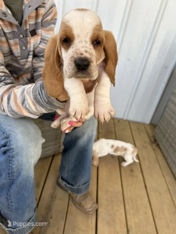 Clyde  – Basset Hound puppy for sale in Newton Grove, NC
