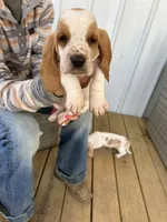 Clyde , a male Basset Hound for sale in Newton Grove, NC – Photo 3 of 6