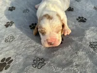 Clyde , a male Basset Hound for sale in Newton Grove, NC – Photo 2 of 6