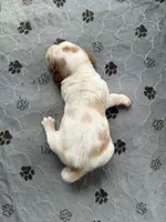 Clyde , a male Basset Hound for sale in Newton Grove, NC – Photo 5 of 6