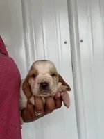 Clyde , a male Basset Hound for sale in Newton Grove, NC – Photo 4 of 6