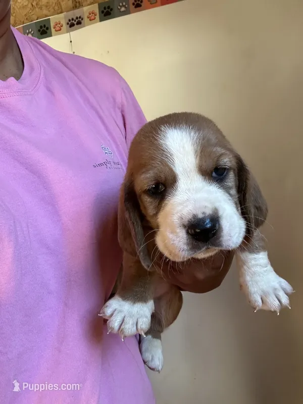 Fletcher  – Basset Hound puppy for sale in Newton Grove, NC