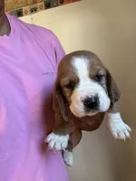 Fletcher , a male Basset Hound for sale in Newton Grove, NC – 4 of 9