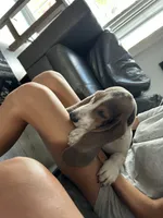 Bluey , a male Basset Hound for sale in Newton Grove, NC – 10 of 10
