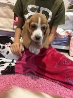 Daisy, a female Basset Hound for sale in Newton Grove, NC – 4 of 4