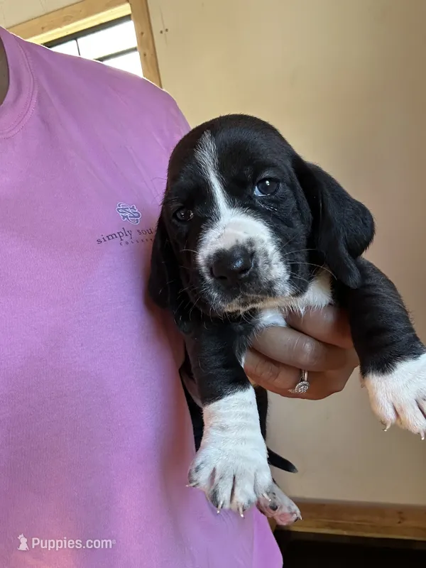 Jewel  – Basset Hound puppy for sale in Newton Grove, NC