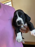 Jewel , a female Basset Hound for sale in Newton Grove, NC – 6 of 10