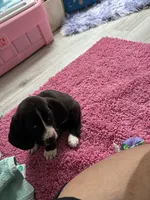 Jewel , a female Basset Hound for sale in Newton Grove, NC – 2 of 10