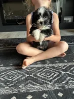 Piper, a female Poodle - Toy  and Miniature Aussiedoodle for sale in Newton Grove, NC – 1 of 1