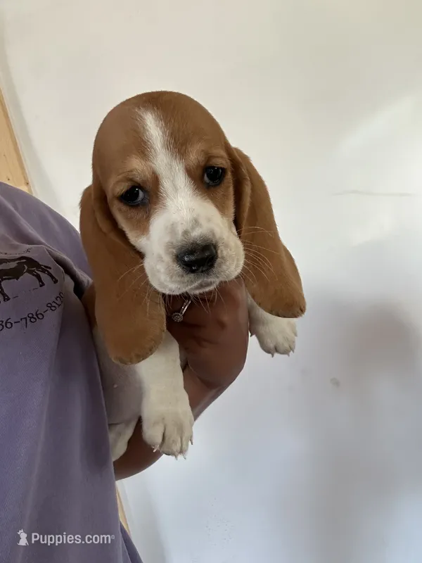 Daisy – Basset Hound puppy for sale in Newton Grove, NC