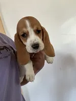 Daisy, a female Basset Hound for sale in Newton Grove, NC – 2 of 4