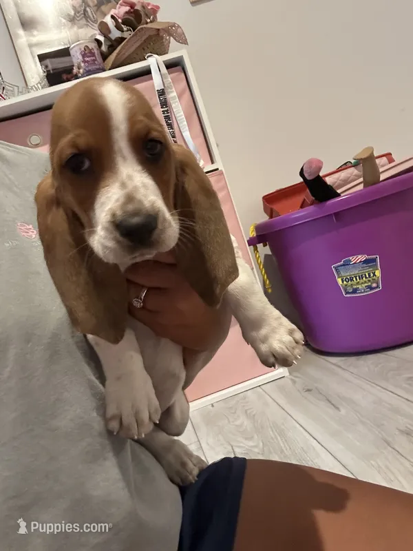 Daisy  – Basset Hound puppy for sale in Newton Grove, NC