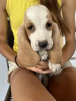 Max, a male Basset Hound for sale in Newton Grove, NC – 1 of 2