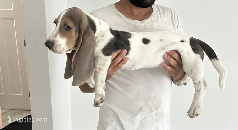 Bluey  – Basset Hound puppy for sale in Newton Grove, NC