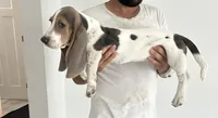 Bluey , a male Basset Hound for sale in Newton Grove, NC – 2 of 10