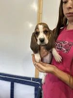 Pebbles, a female Basset Hound for sale in Newton Grove, NC – 1 of 1