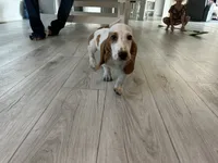 Hank , a male Basset Hound for sale in Newton Grove, NC – 4 of 4