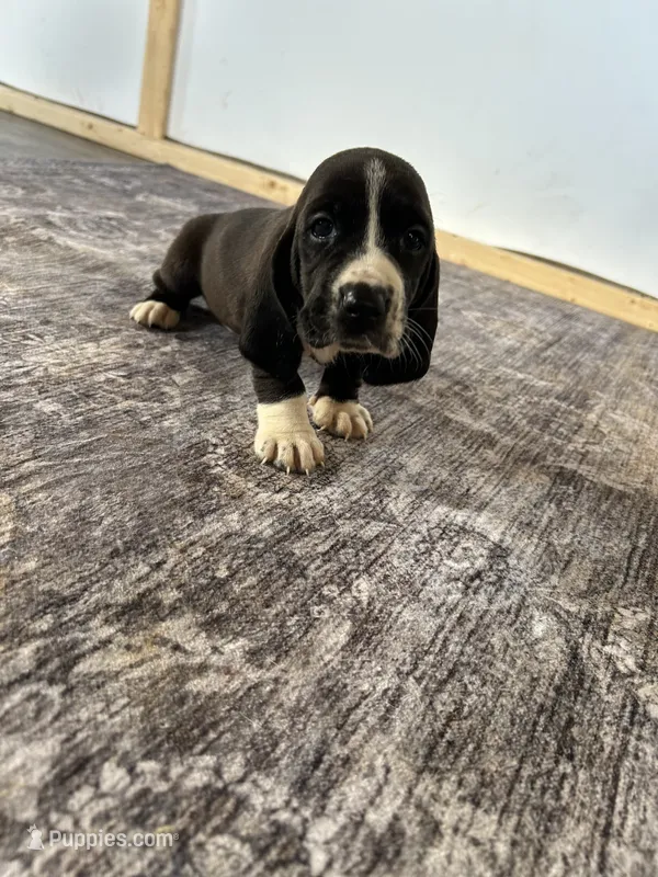 Jewel  – Basset Hound puppy for sale in Newton Grove, NC