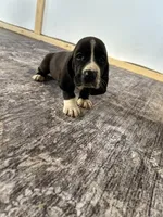 Jewel , a female Basset Hound for sale in Newton Grove, NC – 3 of 10