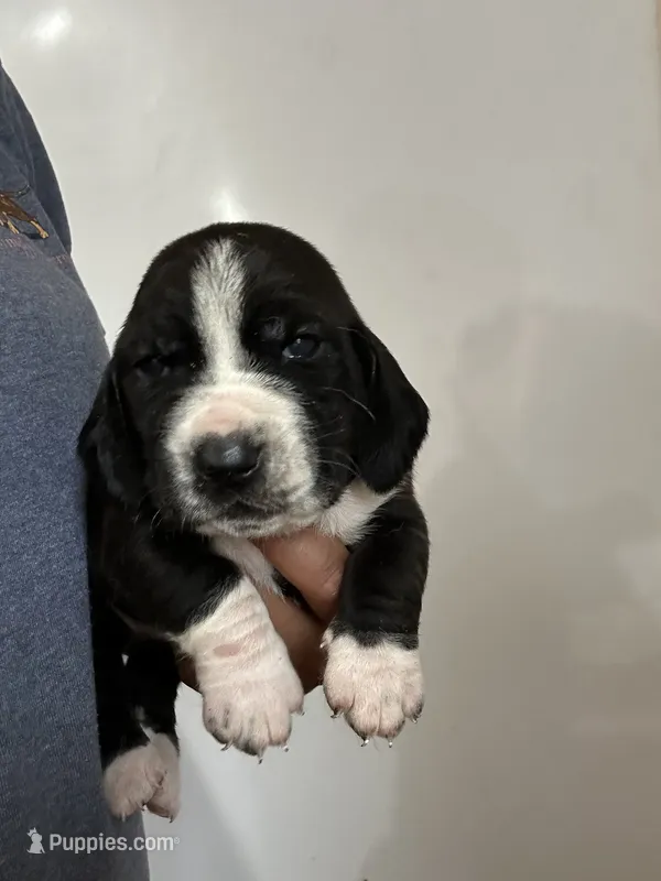 Jewel  – Basset Hound puppy for sale in Newton Grove, NC