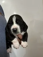 Jewel , a female Basset Hound for sale in Newton Grove, NC – 4 of 10