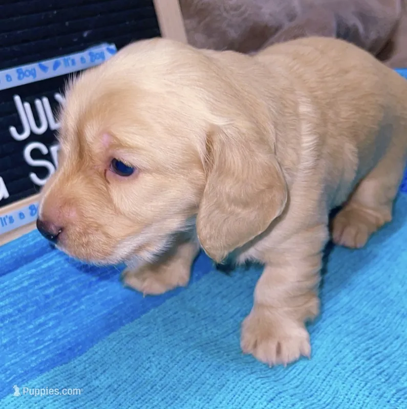 Cream boy 1 – Miniature Dachshund puppy for sale in Reno, TX