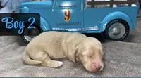 Cream boy 2, a male Miniature Dachshund for sale in Reno, TX – 2 of 4