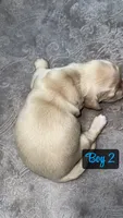 Cream boy 2, a male Miniature Dachshund for sale in Reno, TX – 3 of 4
