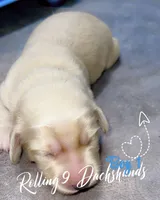 Cream boy 1, a male Miniature Dachshund for sale in Reno, TX – 2 of 4