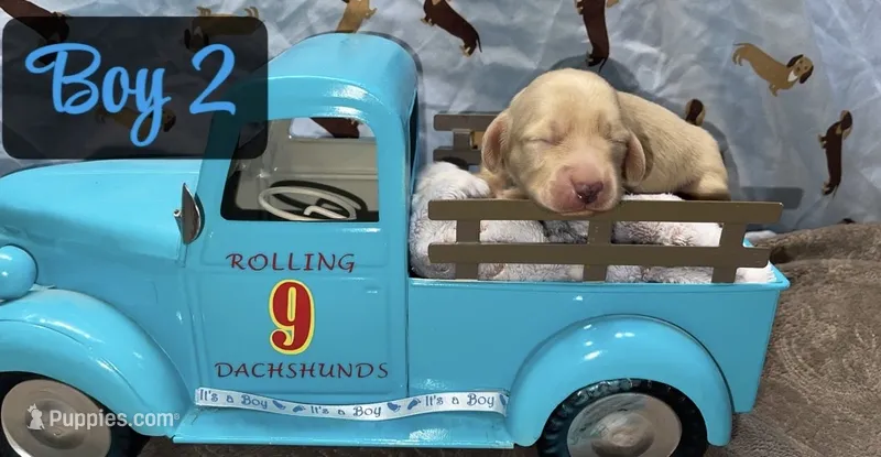 Cream boy 2 – Miniature Dachshund puppy for sale in Reno, TX