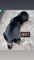 Black Tan girl, a female Miniature Dachshund for sale in Reno, TX – 3 of 4