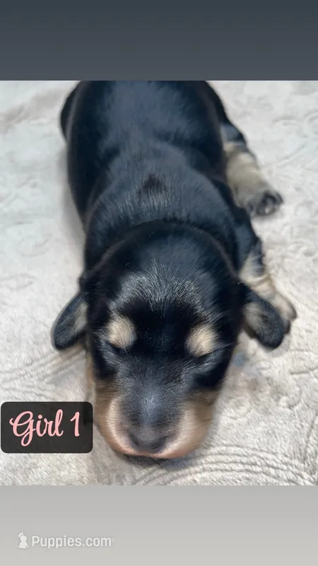 Black Tan girl – Miniature Dachshund puppy for sale in Reno, TX