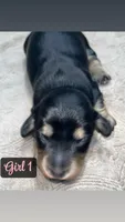 Black Tan girl, a female Miniature Dachshund for sale in Reno, TX – 1 of 4