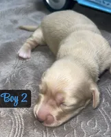 Cream boy 2, a male Miniature Dachshund for sale in Reno, TX – 4 of 4