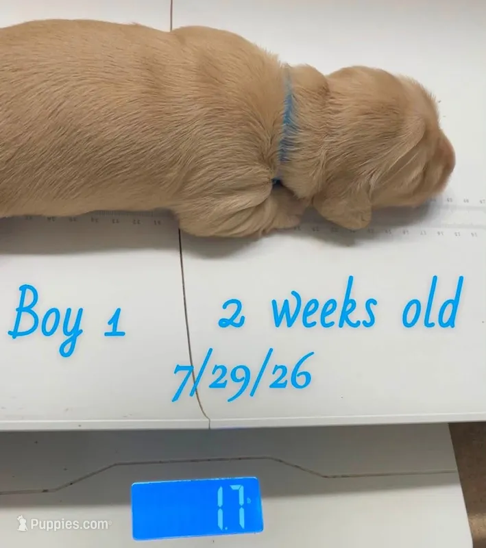 Cream boy 1 – Miniature Dachshund puppy for sale in Reno, TX