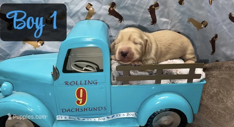 Cream boy 1 – Miniature Dachshund puppy for sale in Reno, TX