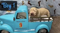 Cream boy 1, a male Miniature Dachshund for sale in Reno, TX – 1 of 4