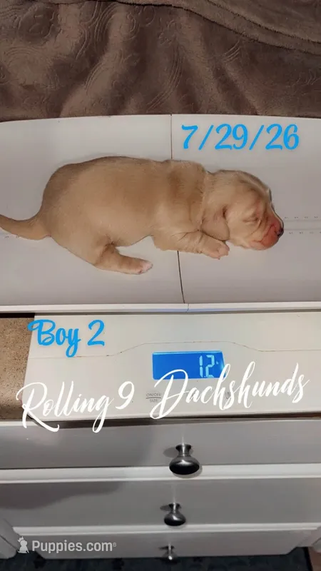 Cream boy 2 – Miniature Dachshund puppy for sale in Reno, TX