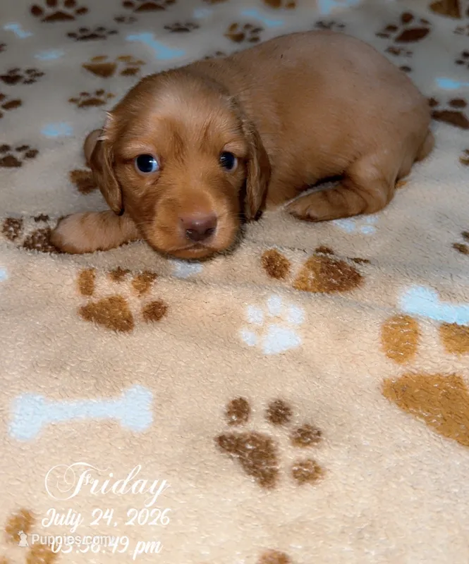 LH Red female  – Dachshund puppy for sale in Reno, TX