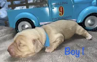 Cream boy 1, a male Miniature Dachshund for sale in Reno, TX – 3 of 4