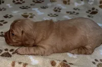 LH Red female , a female Dachshund for sale in Reno, TX – 2 of 2