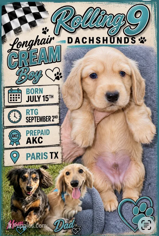 Cream boy 1 – Miniature Dachshund puppy for sale in Reno, TX