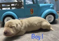 Cream boy 1, a male Miniature Dachshund for sale in Reno, TX – 4 of 4