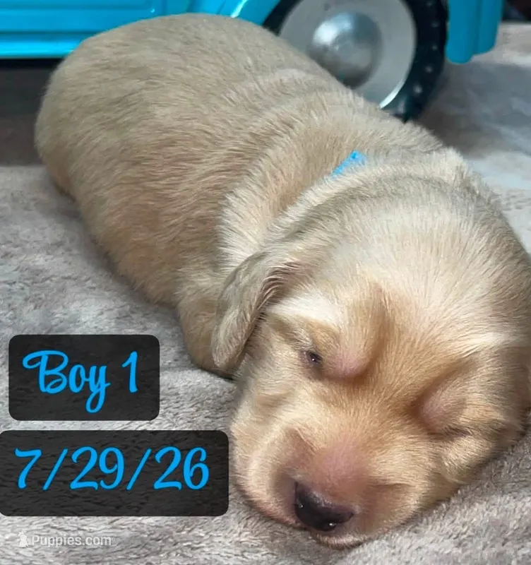 Cream boy 1 – Miniature Dachshund puppy for sale in Reno, TX