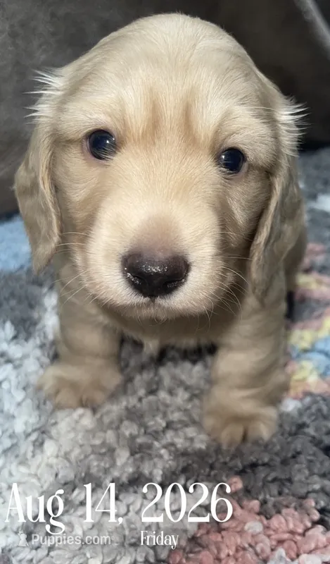 Cream boy 1 – Miniature Dachshund puppy on hold in Reno, TX